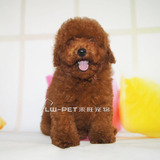 出售极品三个月红泰迪 宠物狗纯种贵宾幼犬活体包健康