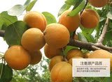 沂蒙山农产品新鲜水果大黄杏子孕妇酸甜金太阳杏5斤装