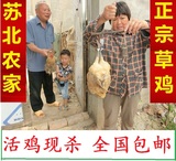 苏北农家散养草鸡土鸡孕妇月子老母鸡 乌鸡肉2年以上农村特产现杀