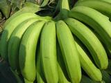 广州南沙区特产水果香蕉banana新鲜水果农家自种特级香蕉3斤