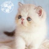 【已预定】瑞琪の猫/CFA山猫双色加菲DD/异国短毛猫/幼猫/活体