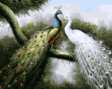 新款数字油画包邮手绘diy动物唯美白孔雀油画风景数码油画40x50