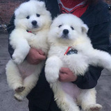 犬舍出售纯种萨摩耶犬幼犬家养白色宠物狗活体中型犬上海包邮