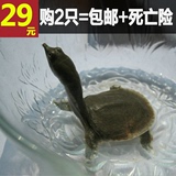 【0.8斤】小甲鱼活体童子鳖甲鱼苗批发外塘无激素小龟水鱼生态鳖