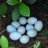 大连散养绿色乌鸡蛋 孕婴辅食 农家自养 滋补保健 绿壳乌鸡蛋