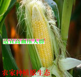广西草药 农家最新 玉米须 干苞米丝 玉米丝 纯天然无污染 满包邮