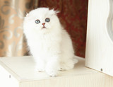 【琥珀】苏格兰折耳猫银色高地折耳金吉拉猫MM母活体宠物有视频