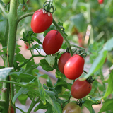 新鲜圣女果 小西红柿 非转基因 有机肥 现摘发货 500g 2斤包邮
