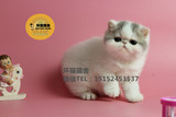 异国短毛猫赛级蓝净樊公 纯种加菲猫 宠物猫 活体CFA双血统带证