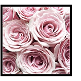 唯美田园小清新粉色粉红色玫瑰花卉植物海报花蕾摄影作品 装饰画