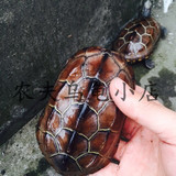 乌龟活体宠物龟水龟中华草龟金线龟背甲6-18厘米包邮