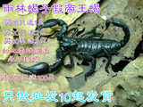 宠物活体蝎子 雨林蝎子假帝王10-17cm公母一对 假帝王蝎子批发