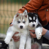 哈士奇活体出售三火蓝眼西伯利亚幼犬幼崽雪橇犬宠物狗纯种包健康