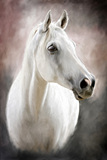 装饰画心 白色的马客厅客房挂画 样板房画芯12色高清打印