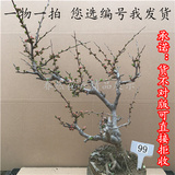 日本长寿冠海棠盆景树桩实物重花瓣大红花海棠耐寒植物带花苞包邮
