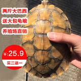 大巴西龟乌龟活体宠物龟巴西彩水龟陆龟黄金巴西龟11-25厘米包邮