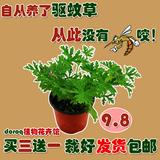 买三送一 驱蚊草盆栽苗中苗室内驱虫花卉食虫植物带盆栽好易成活