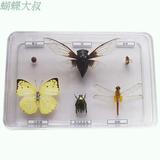 昆虫蝴蝶甲虫 标本盒 昆虫标本盒套装 DIY订做 学校幼儿园教学