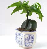 开心果（元宝树）开心树 小型盆栽 迷你植物 办公桌净化空气