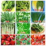 四季可种蔬菜精品种子套装小白菜菠菜鸡毛菜香菜韭菜萝卜草莓生菜