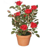 玫瑰花苗 家庭阳台盆栽花卉绿植 当年开花苗 包成活 红玫瑰花苗