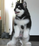 杭州赛级阿拉斯加犬 纯种巨型阿拉斯加雪橇犬 幼犬 宠物狗 包健康