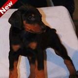 纯种德系杜宾犬幼犬出售 宠物狗 赛级杜宾犬 包纯种健康