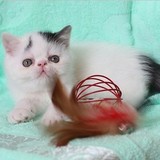 赛级活体出售 CFA后代 异国短毛猫 加菲猫 纯种宠物猫猫咪 高白