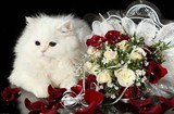 精准印花新款大幅 法国正品DMC绣线十字绣套件客厅动物 玫瑰猫咪1