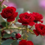 溪园月季玫瑰花苗盆栽小苗 无条件的爱 微型月季 微月 勤花 欧月
