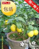 包成活 果树苗 当年结果四季 美国柠檬 台湾香水嫁接苗植物可盆栽