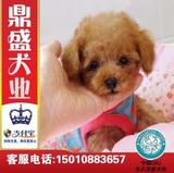 北京出售家养茶杯泰迪幼犬/红色香槟色超小玩具贵宾泰迪/宠物狗狗