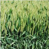 高产冬小麦种子 周麦21小麦种子 早熟抗病颗粒饱满小麦子种子