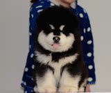 上海纯种巨型阿拉斯加雪橇犬幼犬黑红灰色大型犬公母都有宠物狗5