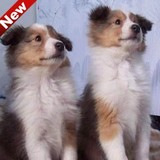 北京出售喜乐蒂犬幼犬100%纯种健康的牧羊犬狗狗 欢迎上门挑选