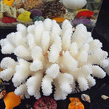 天然白珊瑚树摆件16-18厘米 大海螺贝壳批发鱼缸造景婚庆地台装饰