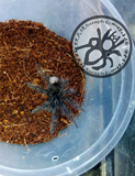 玻利维亚钢铁蓝Pamphobeteus antinous（big black10厘米母）