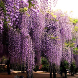 多花紫藤种子绿植花卉紫藤花种子花籽花卉种子攀援植物种子500g