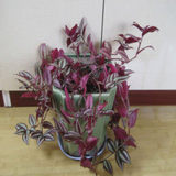 紫罗兰吊兰吊竹梅 又叫竹节吊兰 净化空气 垂挂植物 彩色小盆栽