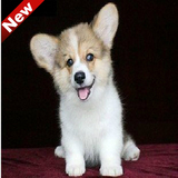 柯基幼犬出售 纯种家养威尔士宠物狗狗保健康北京免费送货