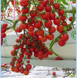 包邮阳台盆栽蔬菜圣女果水果樱桃番茄种子小柿子红玉女1粒0.78