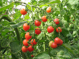 上海崇明 农家有机蔬果 新鲜小番茄 圣女果500克