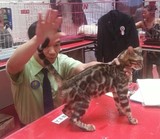 顶级纯种孟加拉豹猫克劳迪幼崽预定中