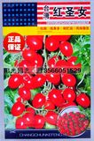 菜农科697台湾红圣女果]水果番茄种子生长强健抗病高产脆甜