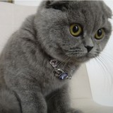 名猫家养 英短折耳 蓝猫英国短毛猫 蓝色 蓝灰色
