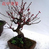 梅花树桩 高档盆栽 红梅花 梅花苗 乌梅 红梅桩 腊梅盆景 包成活