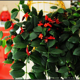 口红吊兰*家庭居室垂吊观花植物中之佳品 特价销售中!