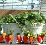 阳台花卉奇趣植物草莓苗 牛奶草莓 多年生四季草莓  水果树苗包邮