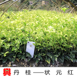【兴梅】30-50cm高度丹桂状元红桂花小树苗花卉庭院种植物绿化品