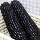 【黑玉米】高产黑糯4号玉米种子 皮薄糯甜 软粘 鲜苞米 袋装200g